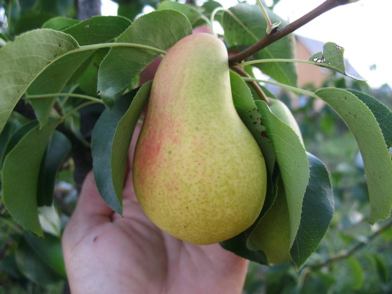 Come piantare e coltivare correttamente una pera