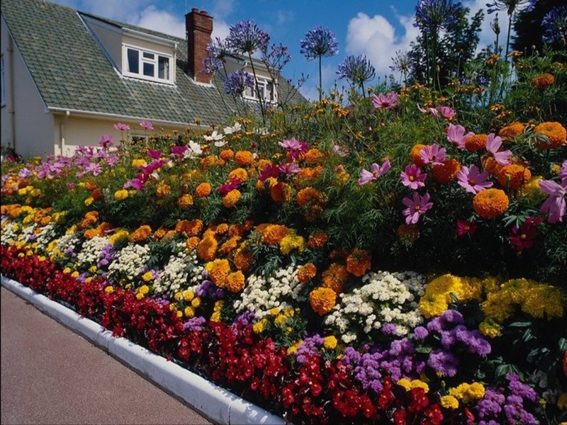 Trang trí sân vườn với hoa hàng năm