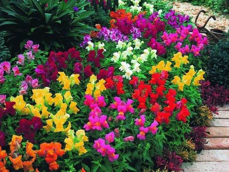 Flori de grădină - anuale