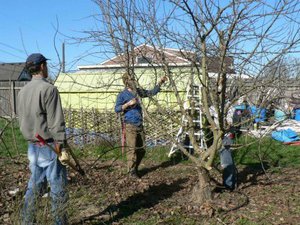 Benefici della potatura degli alberi da frutto in primavera