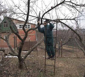 Značajke obrezivanja starih vrtnih stabala u proljeće