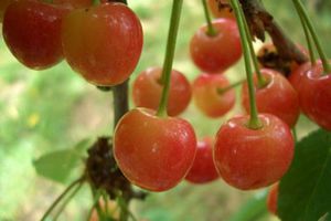 Le migliori varietà di ciliegie per la regione di Mosca: semina, cura e foto