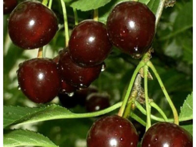 Malattie e parassiti del ciliegio dolce