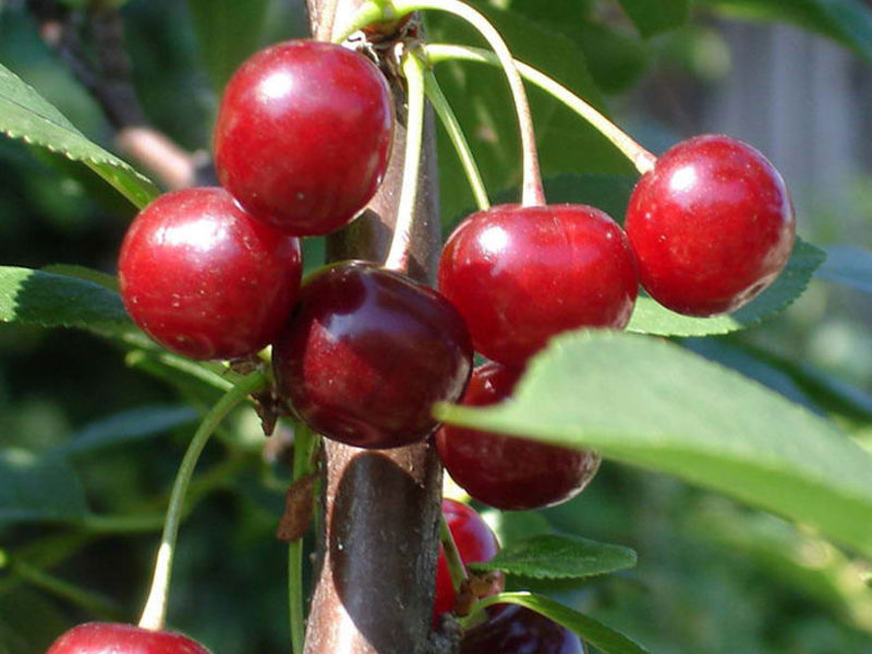 Descrizione della varietà di ciliegie