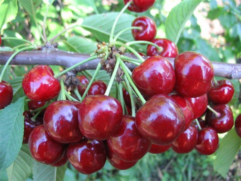 Varietà di ciliegie per la semina