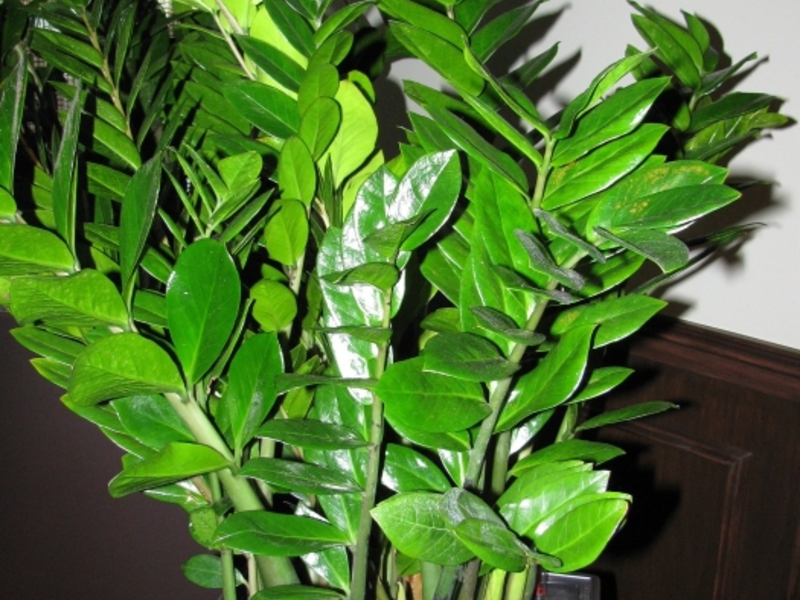 Замиокулкас растение