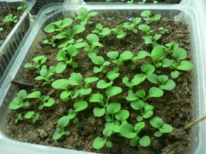 Ageratum е необичайно красиво растение
