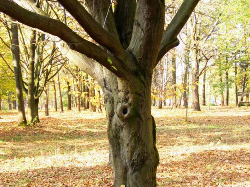 Stablo graba i njegovo drvo