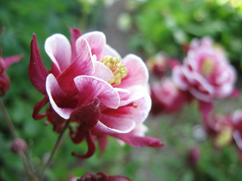 פרח אקוויגליה חינני