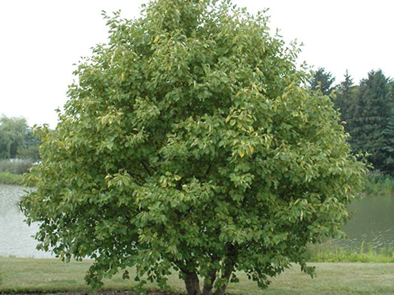 Alder - europeisk mahogny