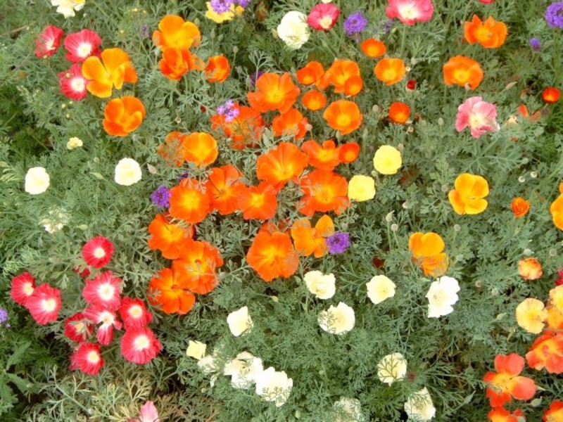 Eschsholzia multicolore