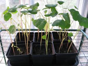Nuansa nasturtium yang tumbuh dari biji di rumah