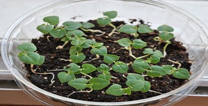 Matices de cultivar una planta de abutilona a partir de semillas en casa