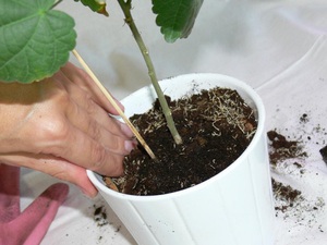 Beschrijving van de methode van voortplanting van abutilon door stekken