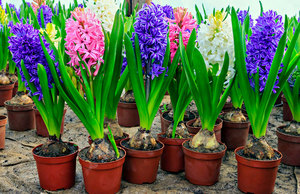 Pagpipilit ng mga bombilya ng hyacinth