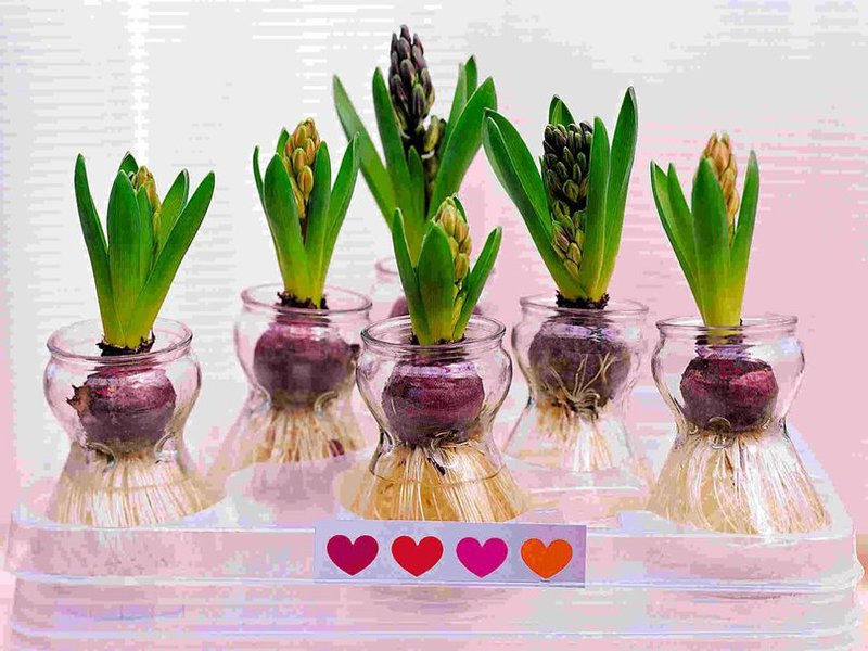 Mga Binhi ng Hyacinth