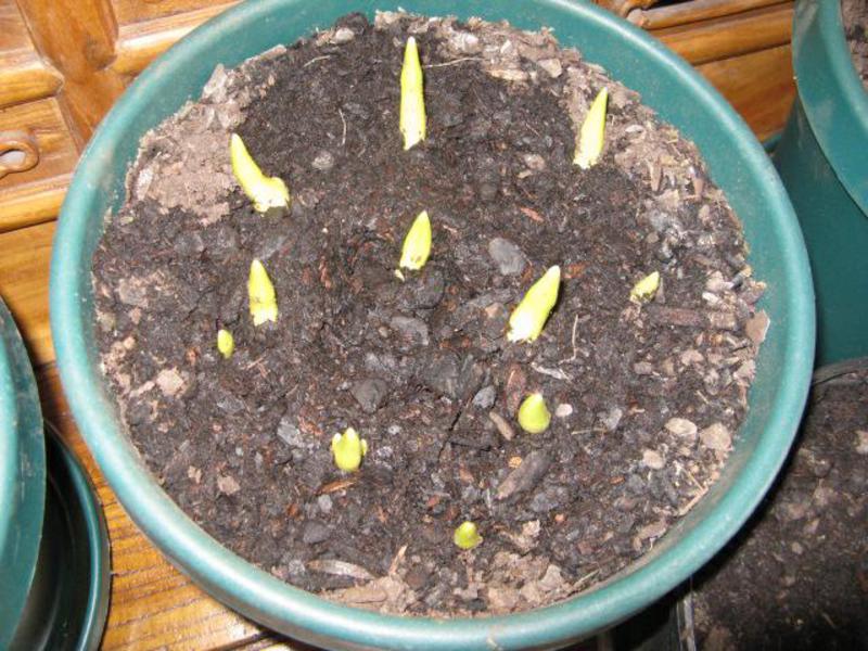 Como e o que plantar jacintos em