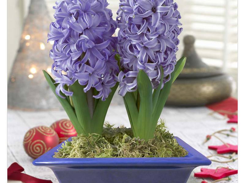 Pravidla péče o hyacint