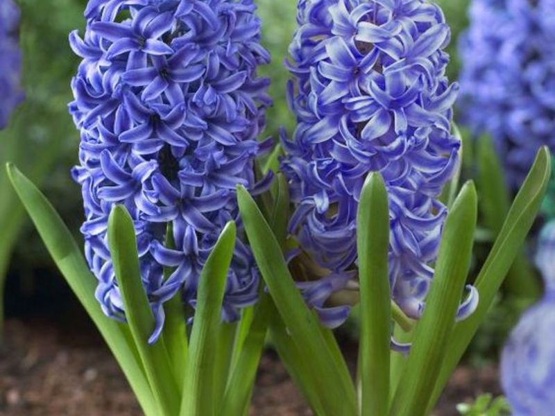Pagpipilit ng Mga bombilya Hyacinths