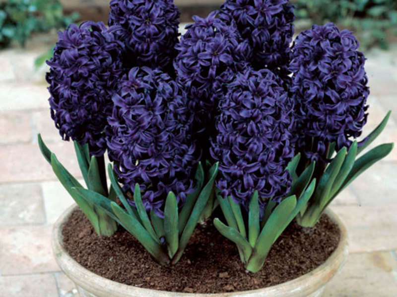 Hyacinth cultivation methods