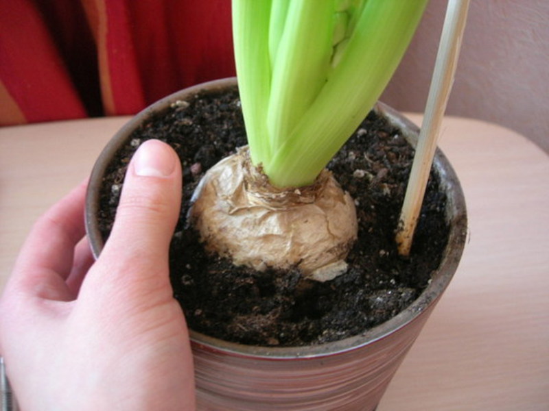How to grow hyacinths at home
