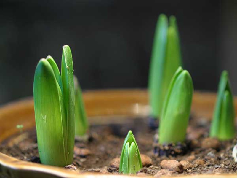 Mga panuntunan sa pangangalaga ng hyacinth