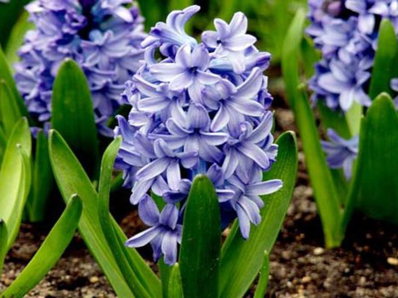 Rostoucí hyacinty