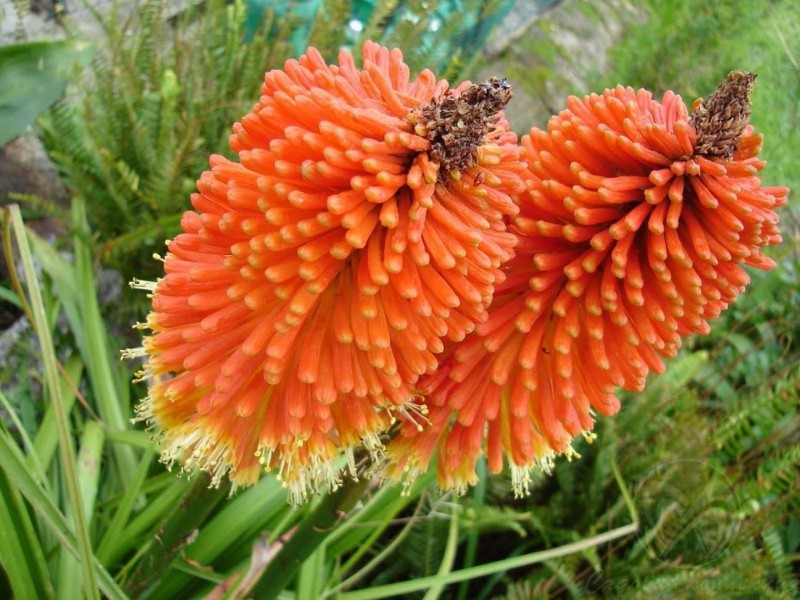 Specjalna cniphophia kwiatowa