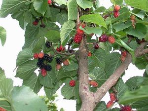 What medicinal properties does mulberry have?