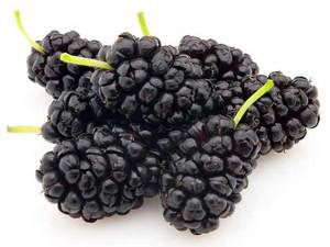 Mulberry - proprietăți utile ale dudului