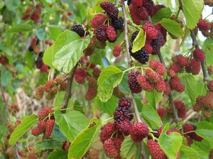 How to care for a mulberry tree