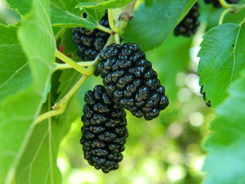 How to plant a mulberry tree