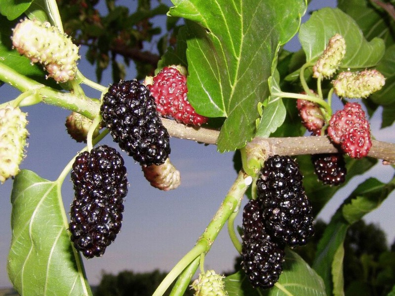Mulberry - useful properties of mulberry