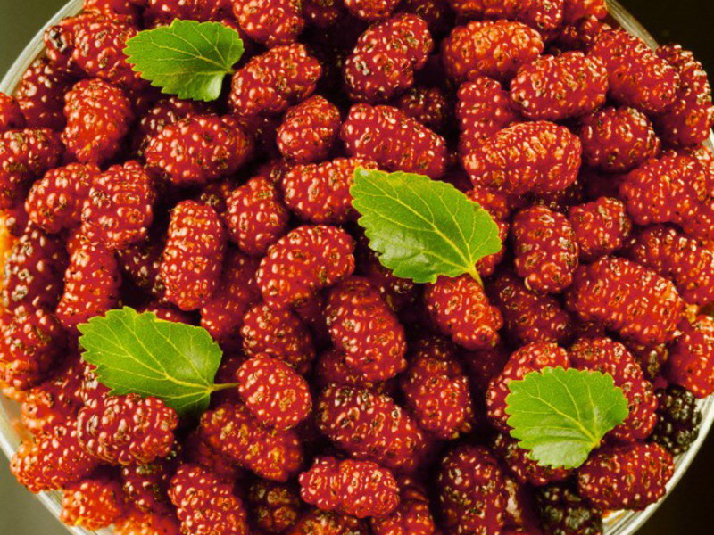 Pharmacological properties of mulberry