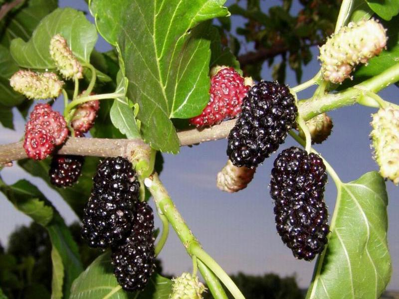 Mulberry is a berry that attracts special attention