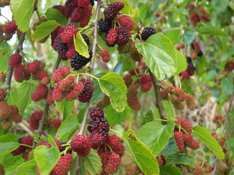 Mga katangian ng mulberry