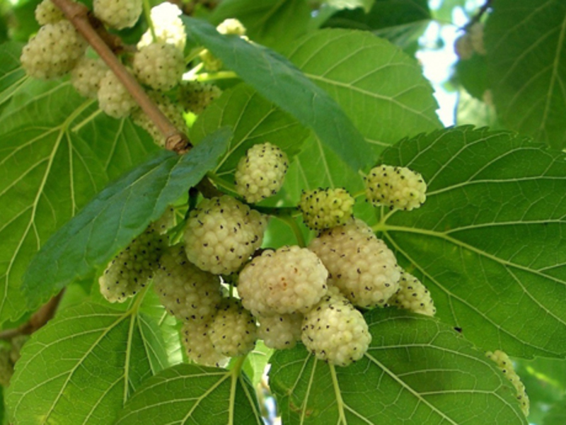 Juicy mulberry fruits
