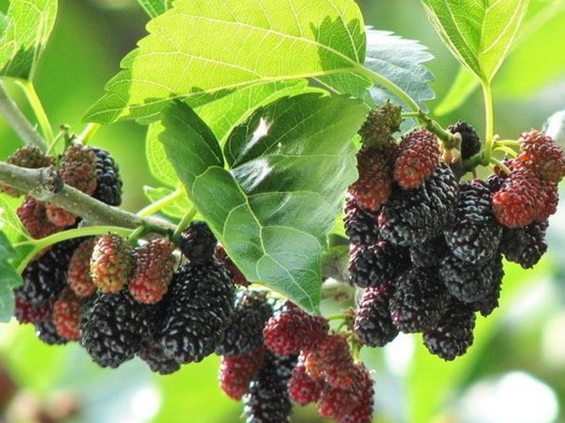 Mulberry at mga uri nito