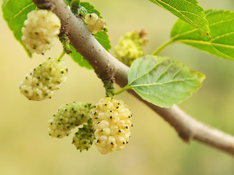 How mulberries grow