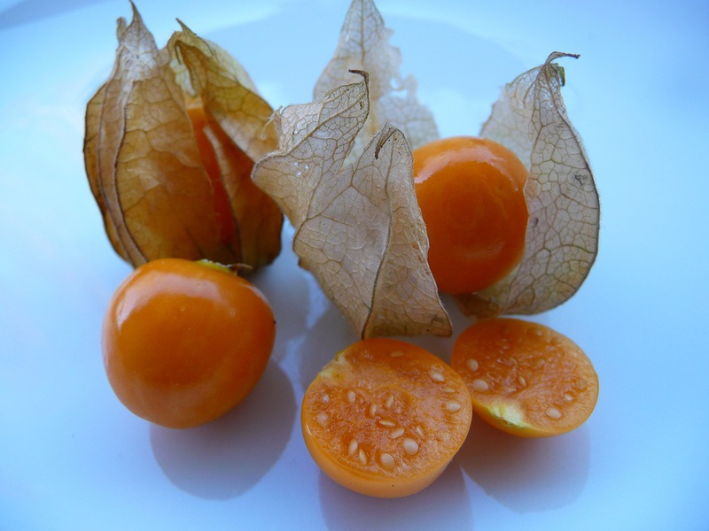 How the physalis plant is used