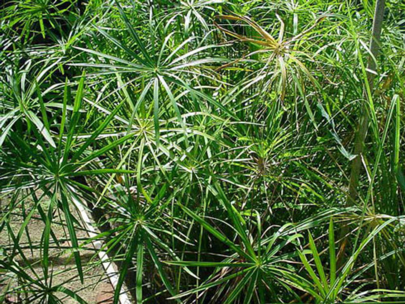 Cyperus és una planta amant de la humitat