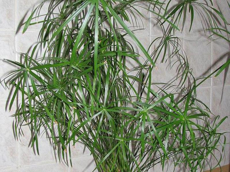 Beschrijving van de plant ciperus