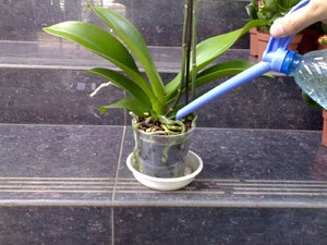 Mikor kell öntözni egy orchideát