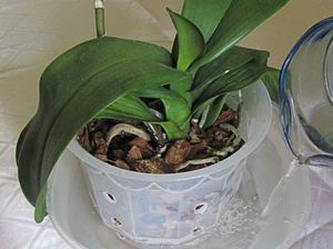 Kokiu vandeniu laistyti ir maudyti orchidėją
