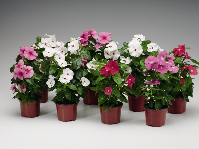 Trồng cây catharanthus