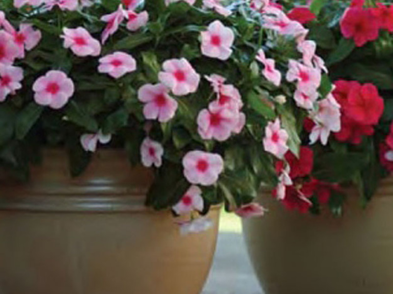 Bouquet di catharanthus