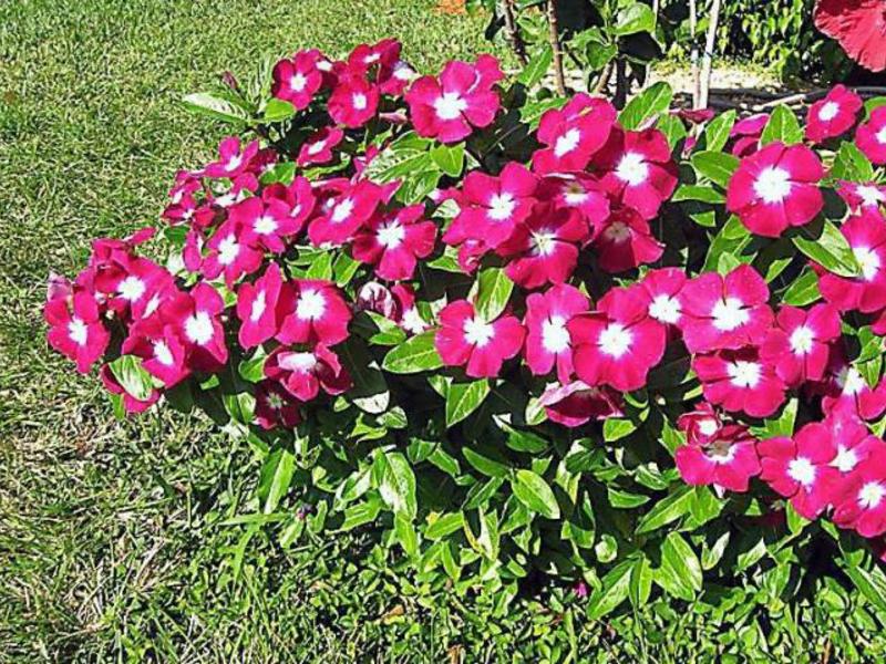 Pflege der Catharanthusblüte