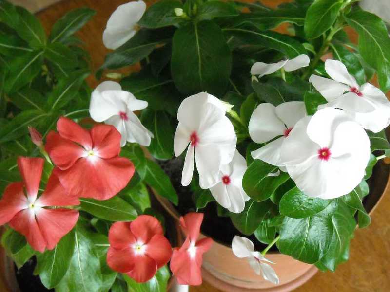 Catharanthus ampelous