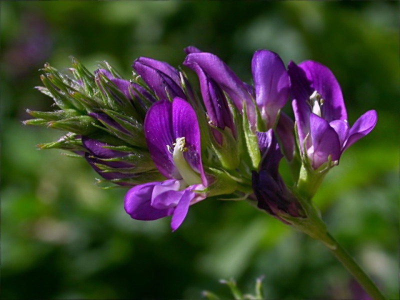 Funktioner av alfalfa-växten