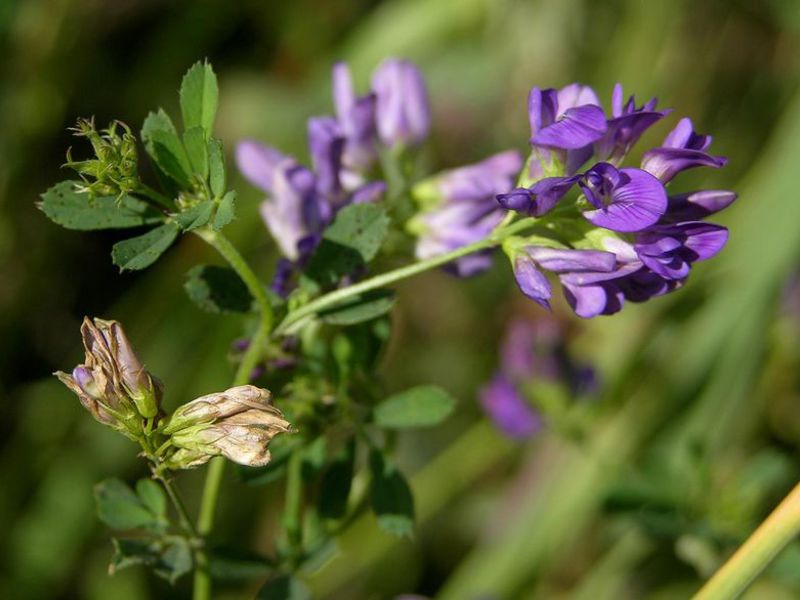 Hvordan alfalfa dyrkes